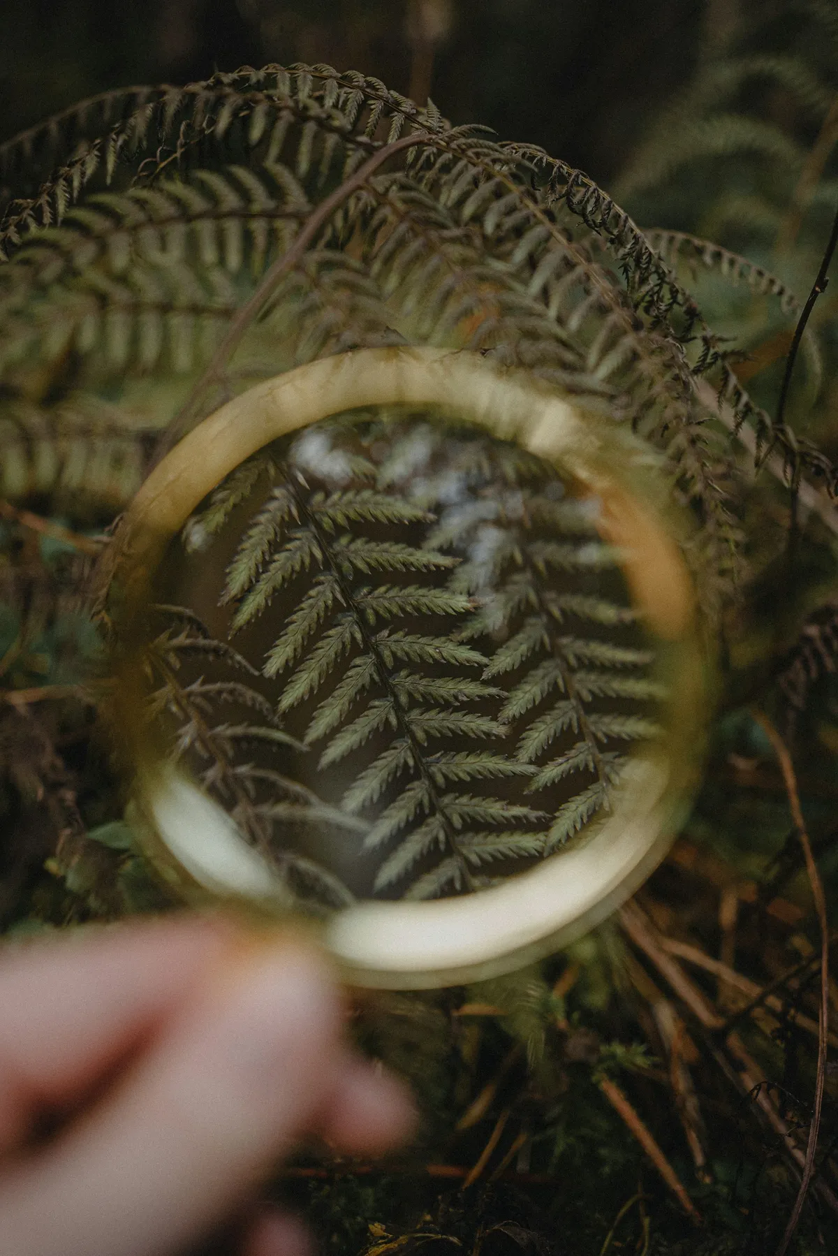 A hand holding a magnifying glass over a fern