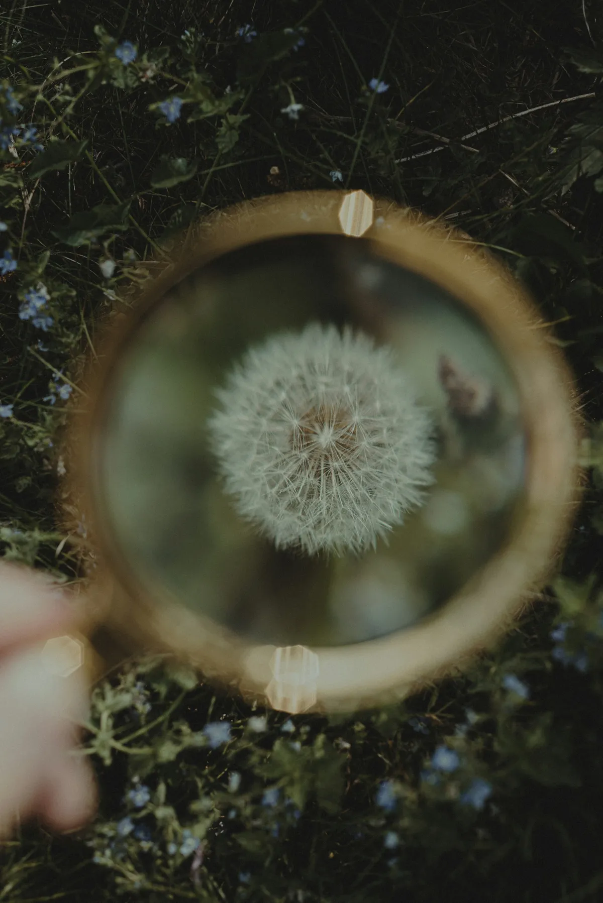 A person holding a magnifying glass over a dandelion